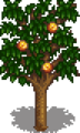 Apricot Stage 5 Fruit.png